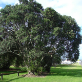 Tauranga Memorial Avenue