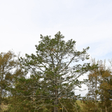 View of pine tree in a grass field