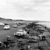 Collecting shellfish at Muriwai