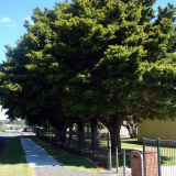 Waiuku school memorial trees