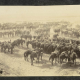 Watering horses during dust storm