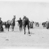 Horses at Zeitoun Camp, Egypt