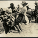 Wellington mounteds loading camels, Egypt