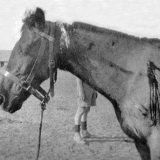 Shooting wounded horse
