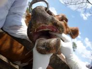 Foot-and-mouth disease