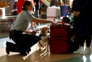 X-rays and detector dogs