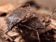 Brown marmorated stink bug