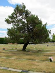 Crooked pine tree in the middle of grass lawn with lines of grave plaques