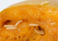 Mediterranean fruit fly