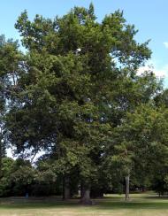 Ashburton peace oak