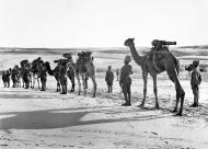 Camel artillery on the march