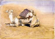 Camel in full marching order