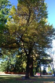 Geraldine Domain memorial oak