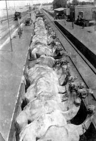 Transporting camels on a train