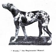 Military mascot Freda the dog
