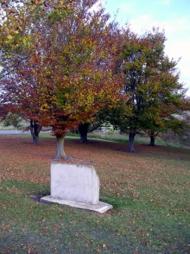 Maheno memorial grove