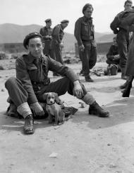 Bruno, New Zealand Army Service Corps mascot