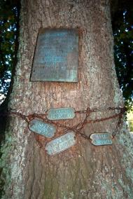 Matamata First World War memorial oaks