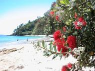 Pōhutukawa trees
