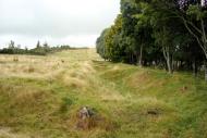 Sap at Te Ārei today