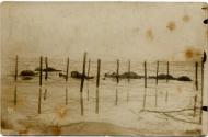 Dead troops by barbed wire, Battle of the Somme