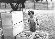 Apple picking 