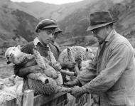 Docking lambs