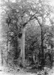 Trounson Kauri Park
