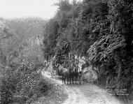 Early travel in Buller Gorge