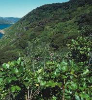Motuara Island