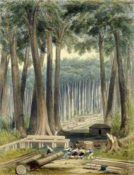 Kauri tree sawyers, Kaipara