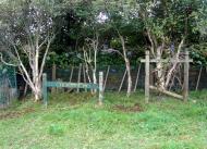 Site of Te Kohia pā