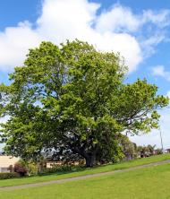 Reginald Judson memorial oak