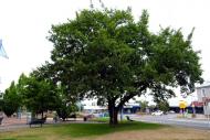 Methven peace tree