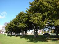 Tauranga District High School memorial trees