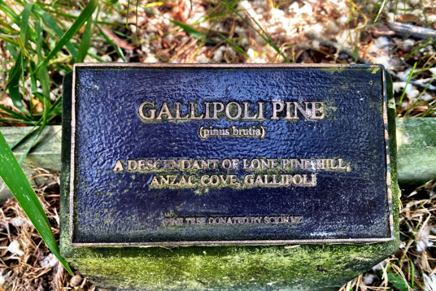 Fenced off pine tree with small silver plaques and red poppies attached to the front