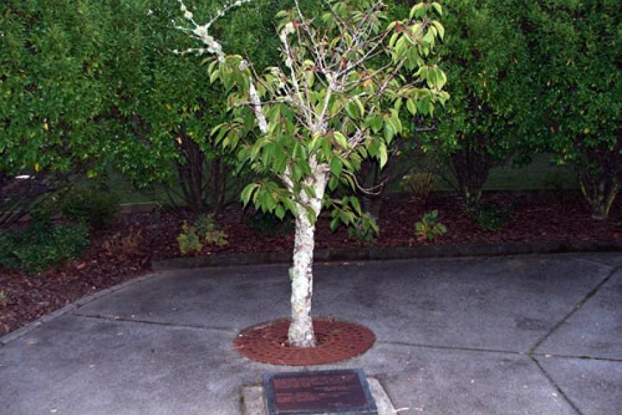 memorial tree
