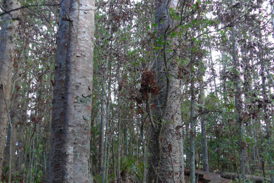 Kauri Bushmen's Memorial Reserve, Paparoa