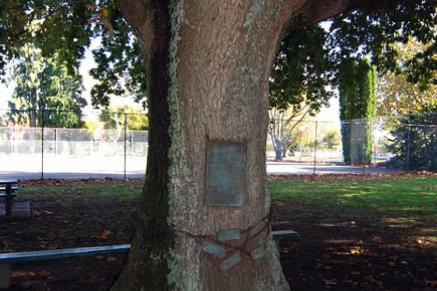 Matamata First World War memorial oaks