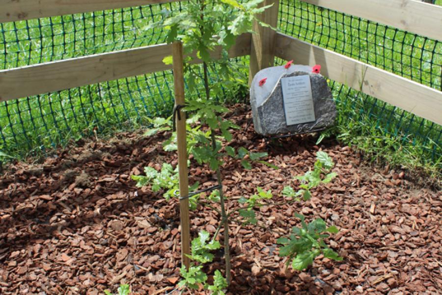 Centennial Oak