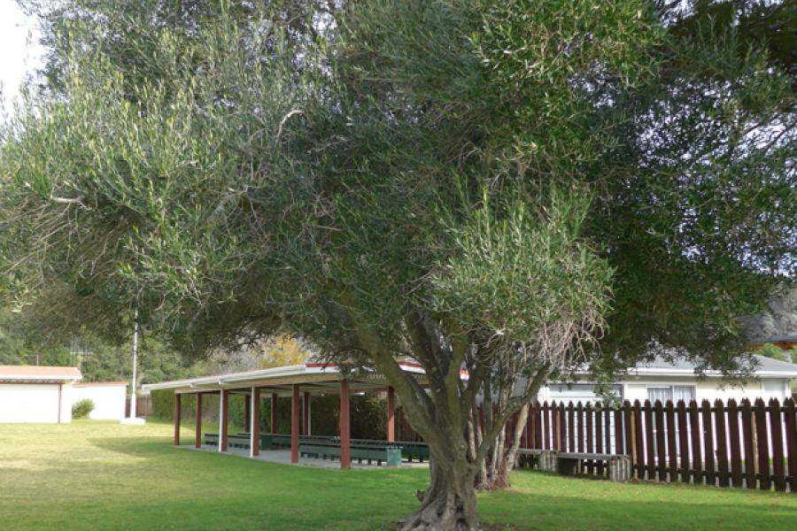 Memorial tree