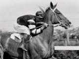 Phar Lap at Flemington Racecourse, Melbourne, c. 1930
