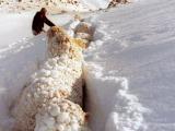 Sheep struggling in snow on Sawdon Station, Lake Tekapo, 1992