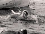 Lynne Cox swimming Cook Strait, 1975