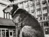 Paddy the Wanderer, 1935