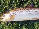 Atlantic salmon