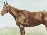 Phar Lap portrait, 1931