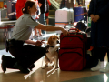 X-rays and detector dogs