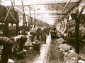 Processing sheep carcasses
