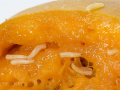 Mediterranean fruit fly